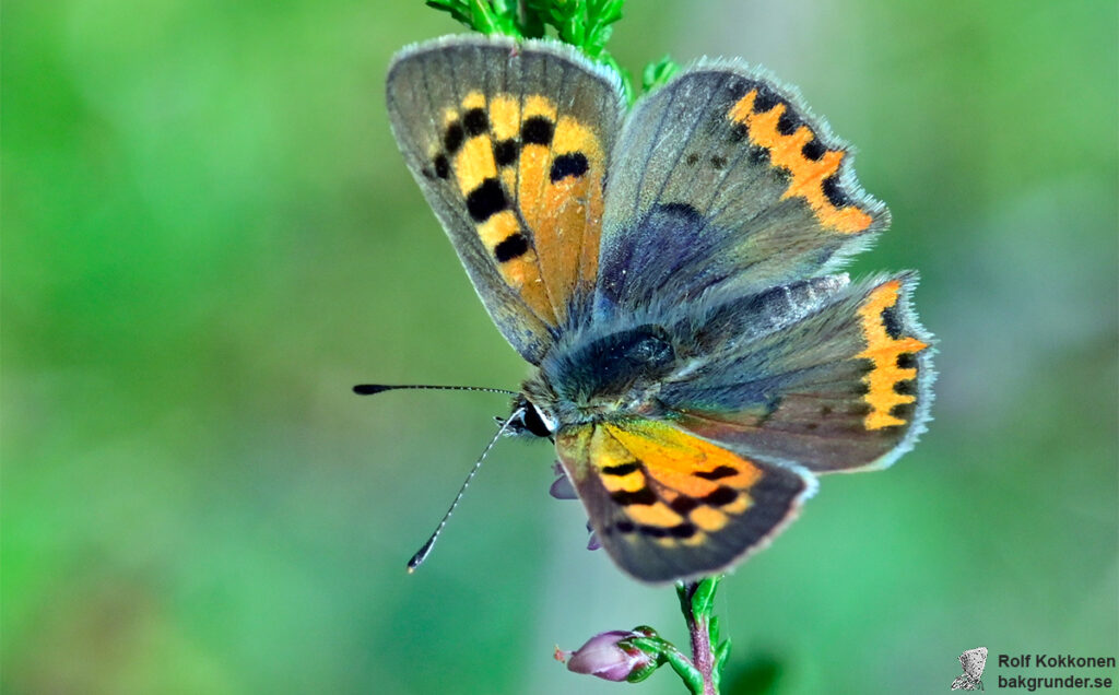 Mindre guldvinge Lycaena phlaeas