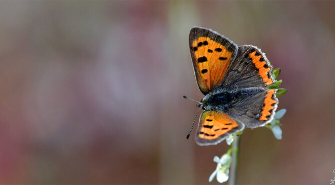 Mindre guldvinge Lycaena phlaeas