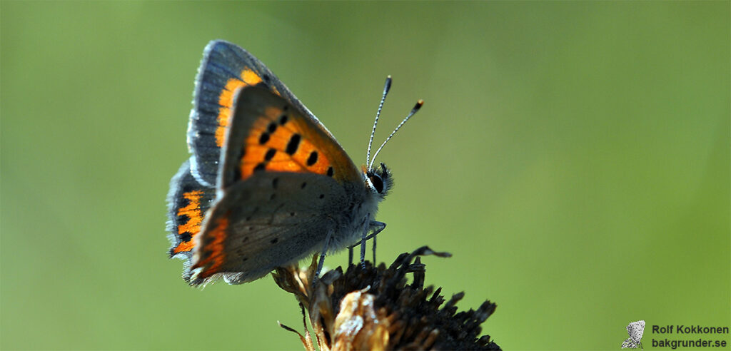 Mindre guldvinge Lycaena phlaeas