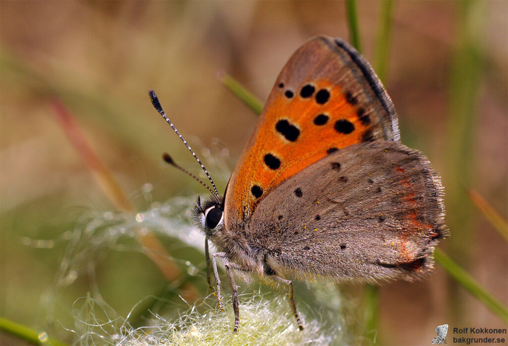 Mindre guldvinge Lycaena phlaeas