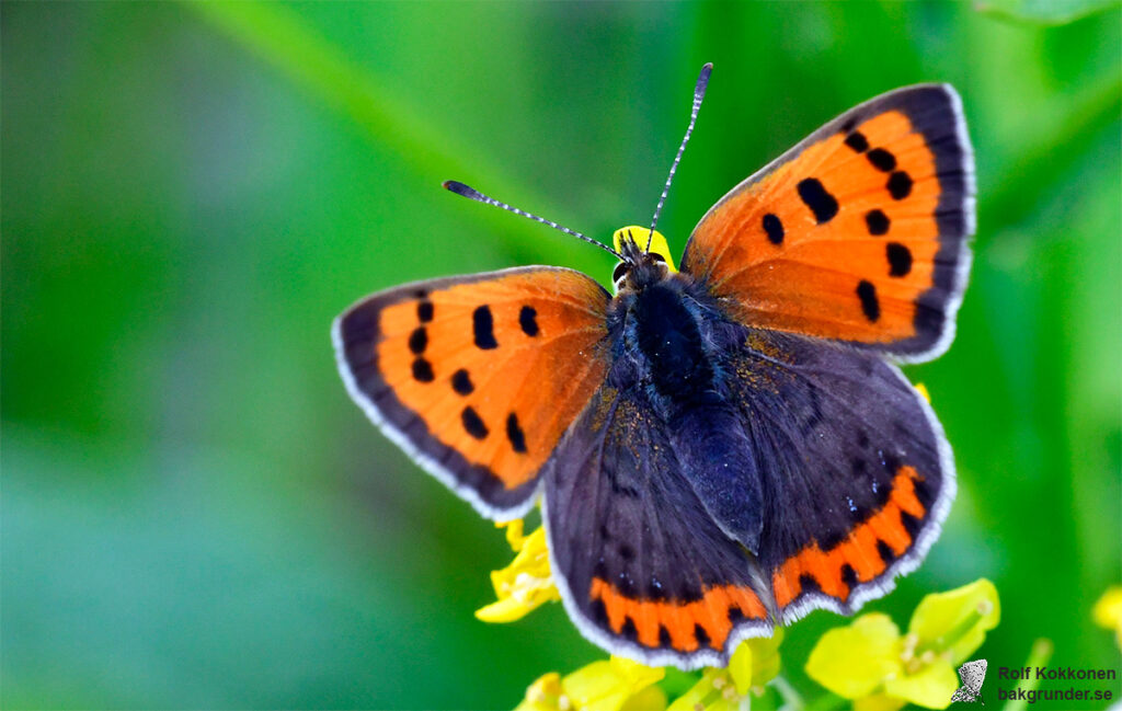 Mindre guldvinge Lycaena phlaeas