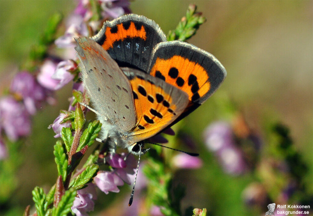 Mindre guldvinge Lycaena phlaeas