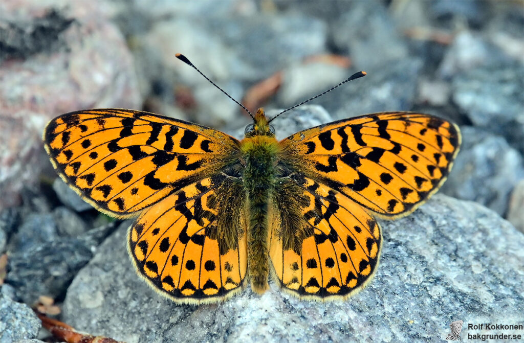 Prydlig pärlemorfjäril Boloria euphrosyne