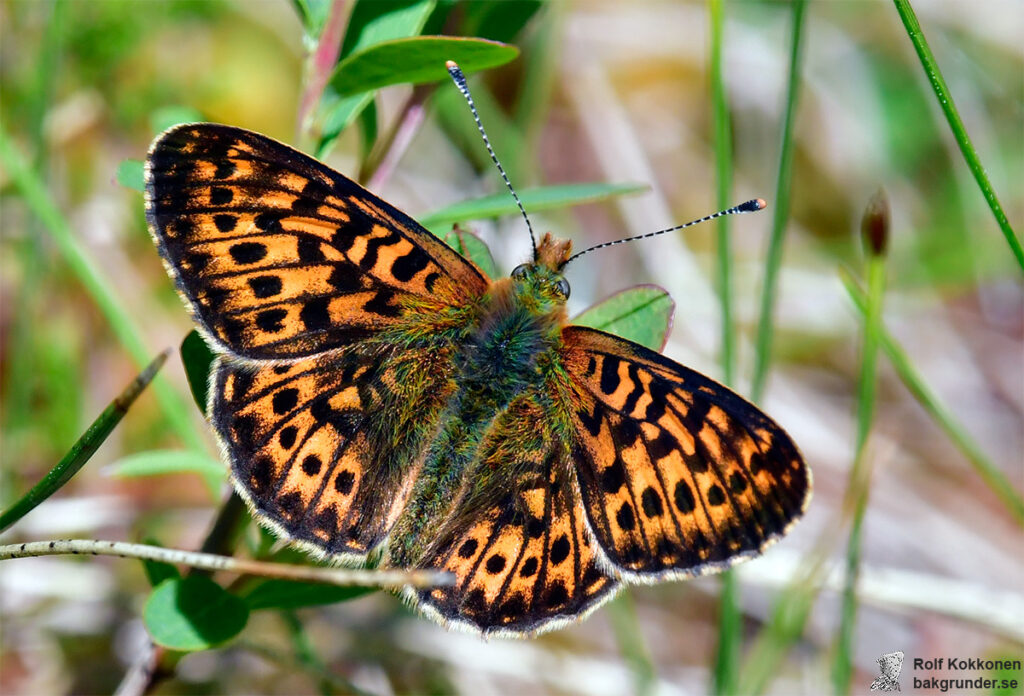 Prydlig pärlemorfjäril Boloria euphrosyne lapponica