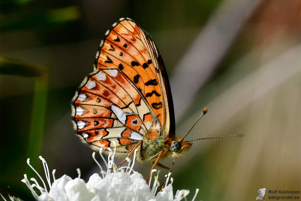 Prydlig pärlemorfjäril Boloria euphrosyne