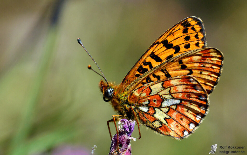 Prydlig pärlemorfjäril Boloria euphrosyne