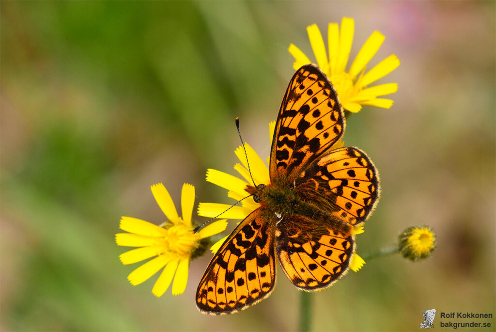 Prydlig pärlemorfjäril Boloria euphrosyne