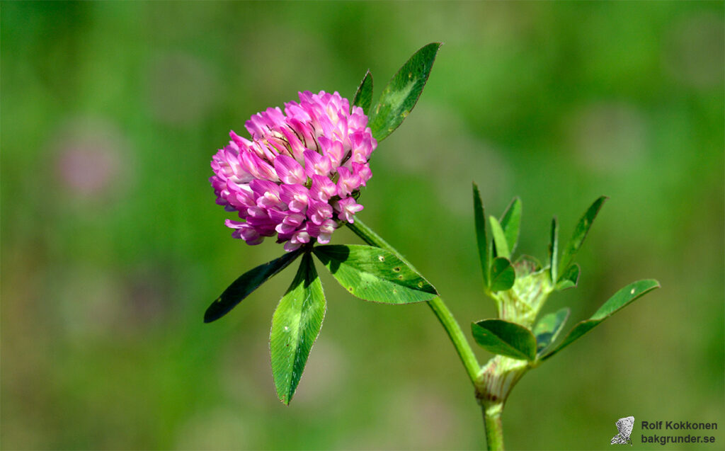 Rödklöver Trifolium pratense L.