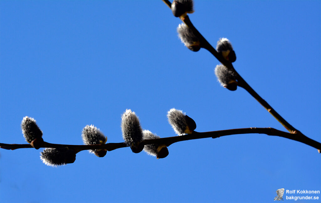 Sälg Salix caprea