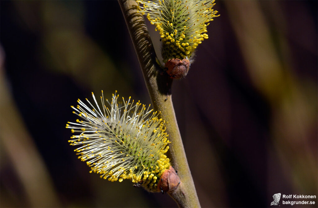 vanlig sälg Salix caprea subsp. caprea