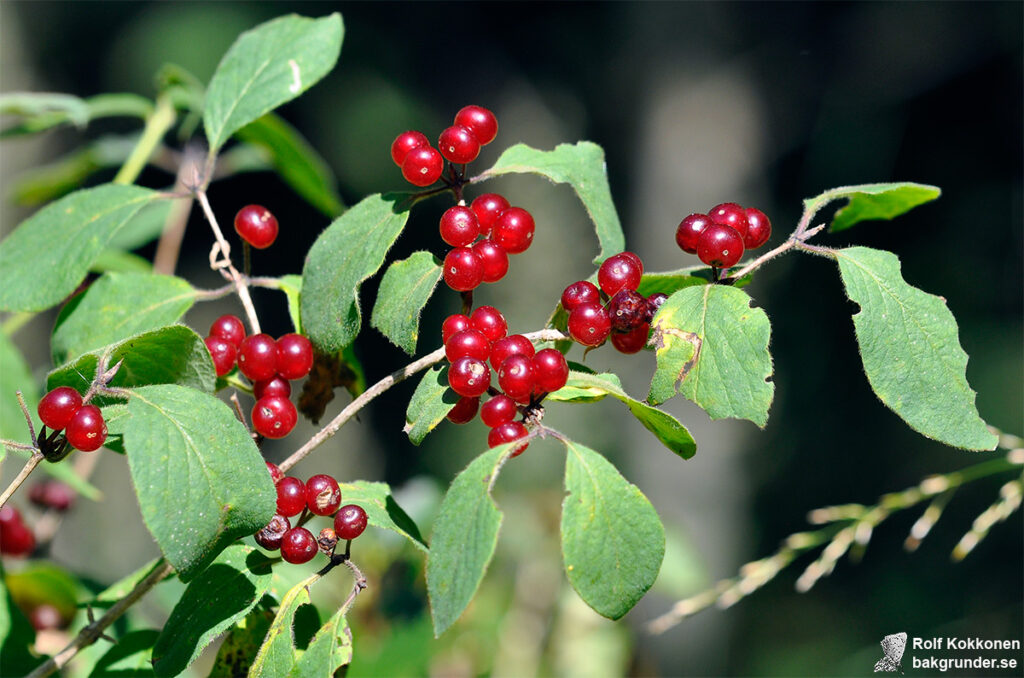 Skogstry Lonicera xylosteum