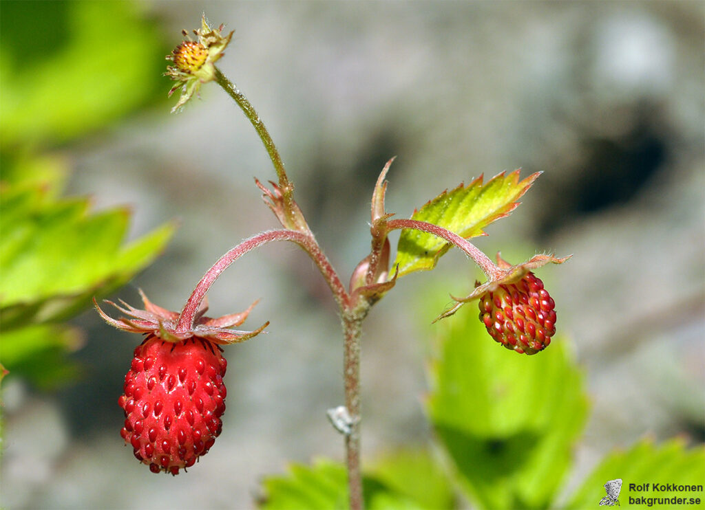 Smultron Fragaria vesca