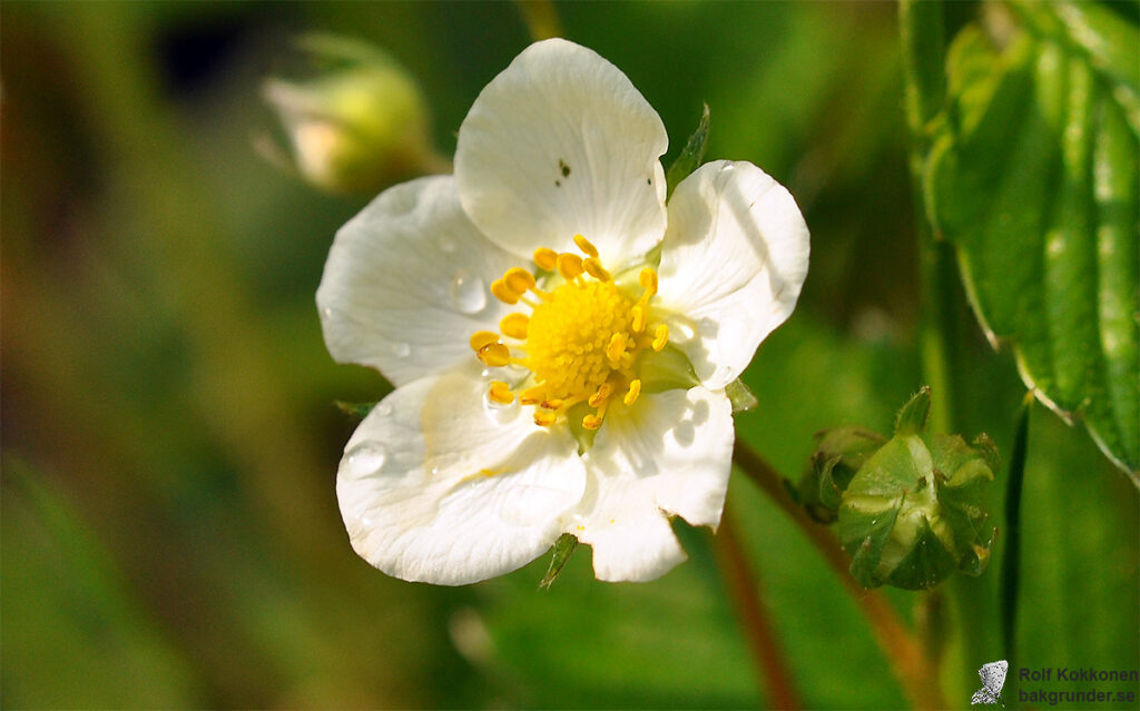 Smultron blomma Fragaria vesca