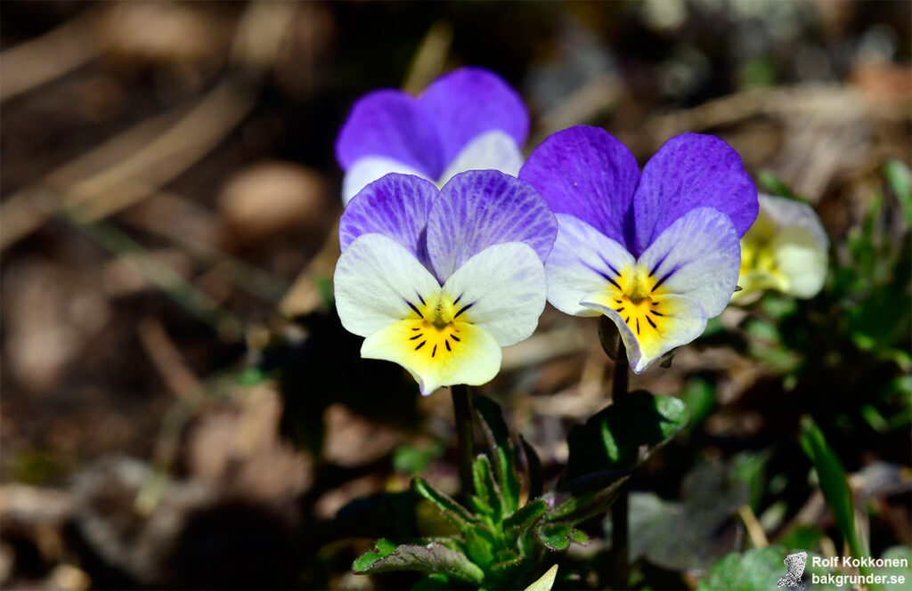 Styvmorsviol Viola tricolor