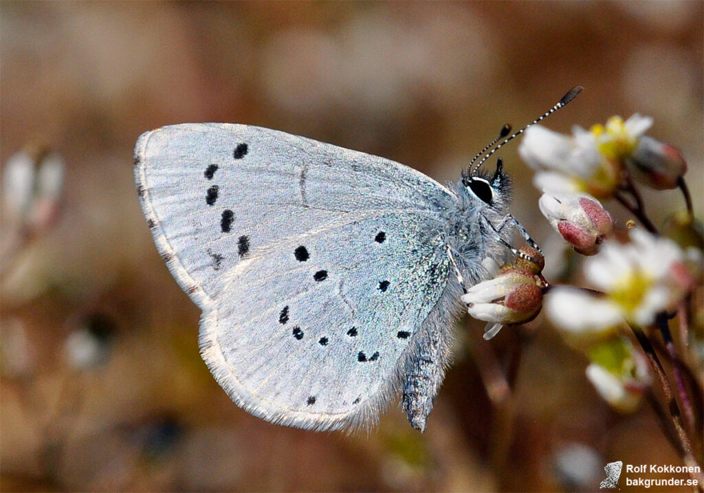 Tosteblåvinge Celastrina argiolus