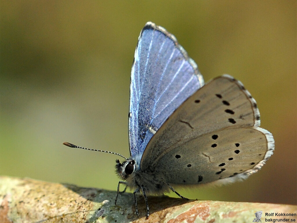 Tosteblåvinge Celastrina argiolus Hane