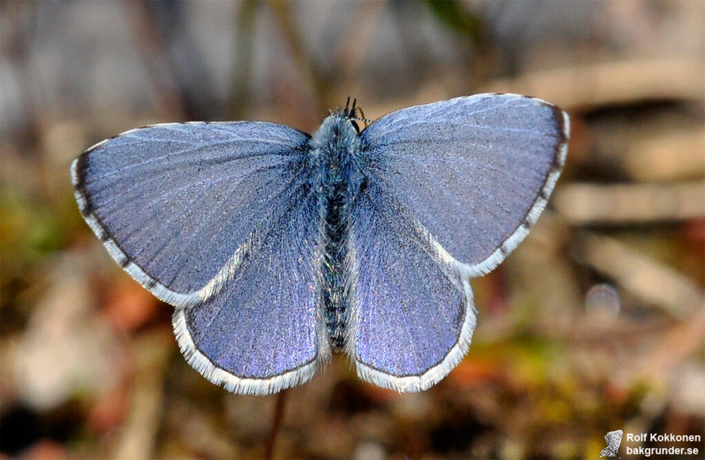 Tosteblåvinge Celastrina argiolus Hane