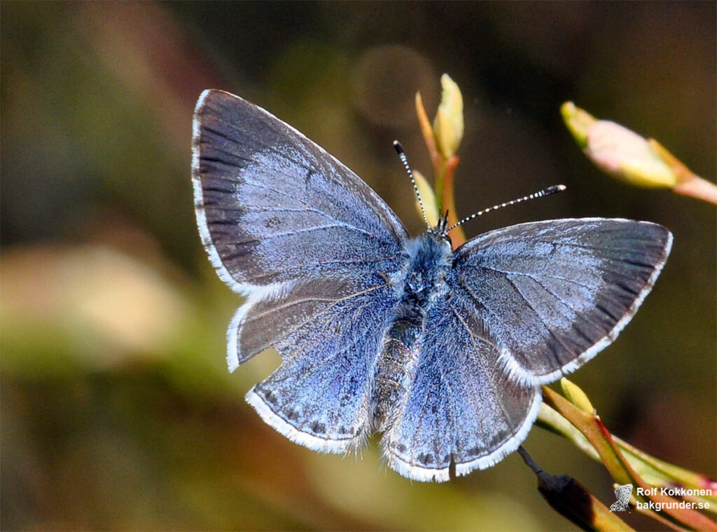 Tosteblåvinge Celastrina argiolus Hona