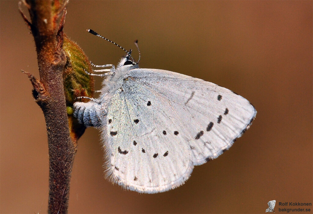 Tosteblåvinge Celastrina argiolus Hona Äggläggande