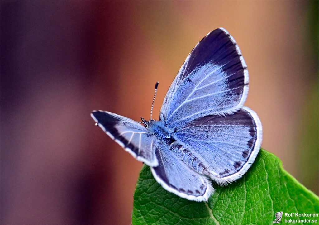 Tosteblåvinge Celastrina argiolus Hona