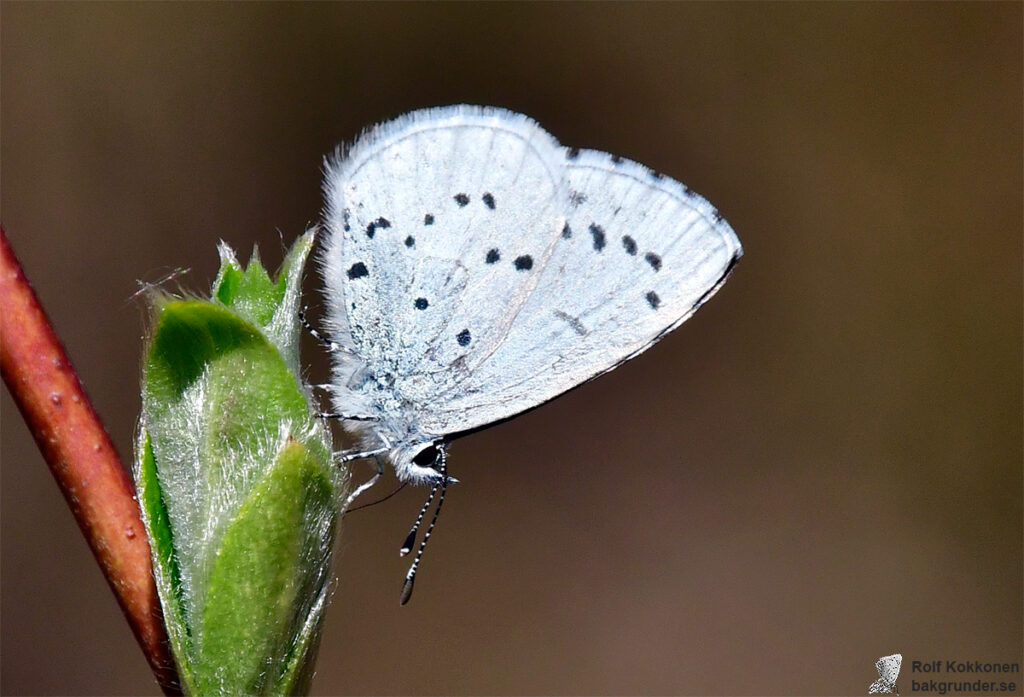 Tosteblåvinge Celastrina argiolus