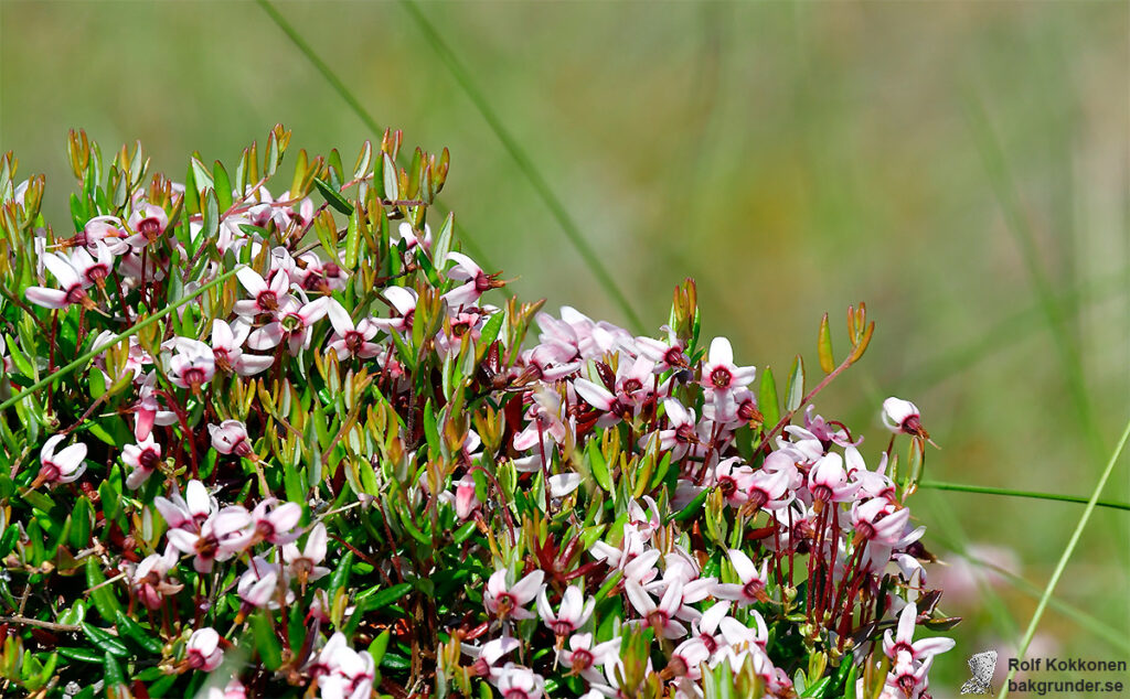 Tranbär Vaccinium oxycoccos