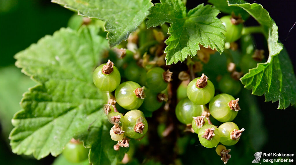 Vinbär Ribes rubrum