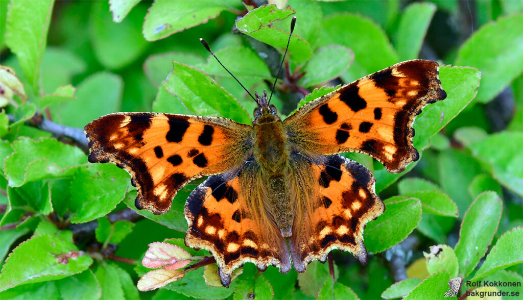 Vinbärsfuks Polygonia c-album