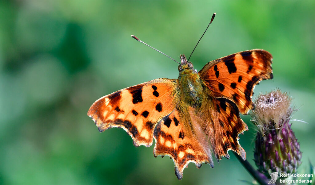 Vinbärsfuks Polygonia c-album