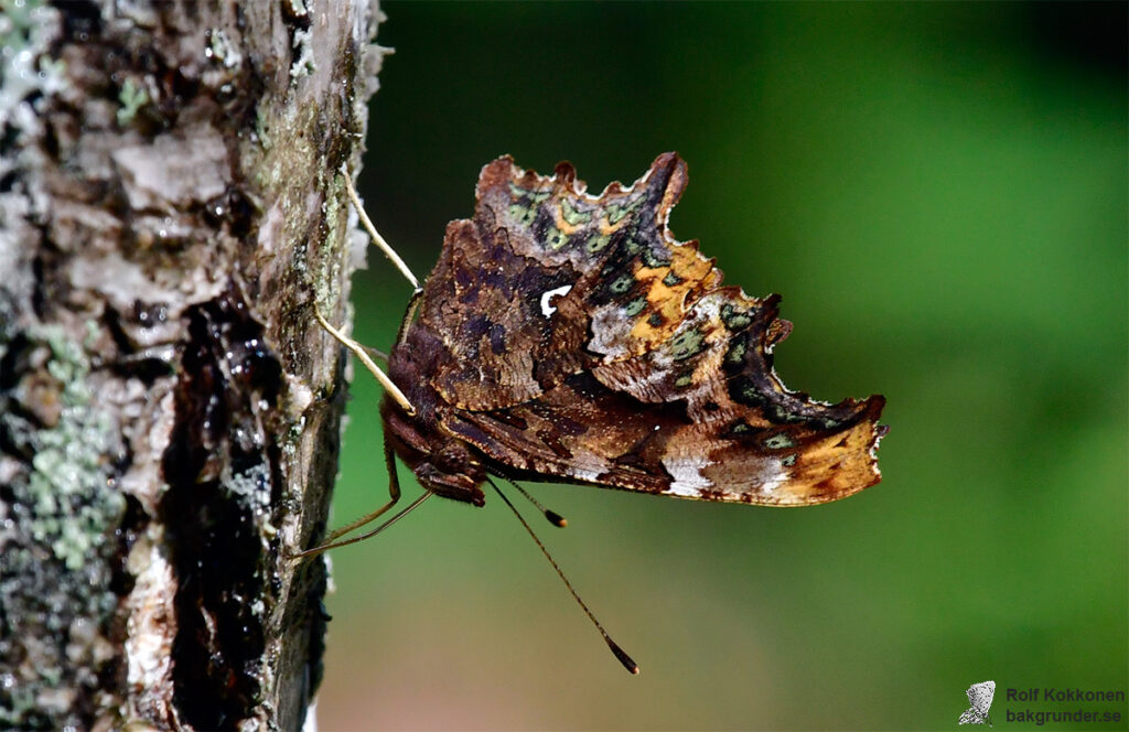 Vinbärsfuks Polygonia c-album Vitt C