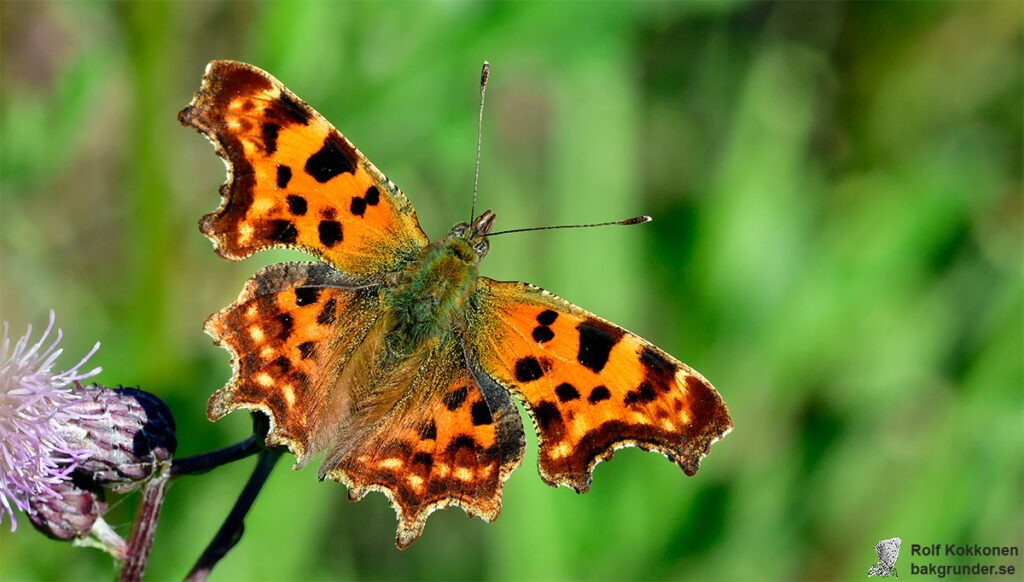 Vinbärsfuks Polygonia c-album