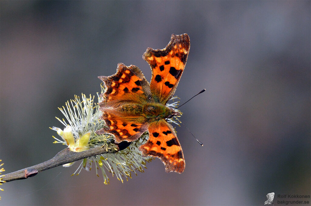 Vinbärsfuks Polygonia c-album