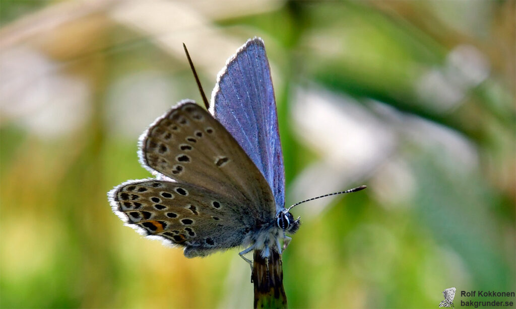 Violett blåvinge Plebejus optilete Hane