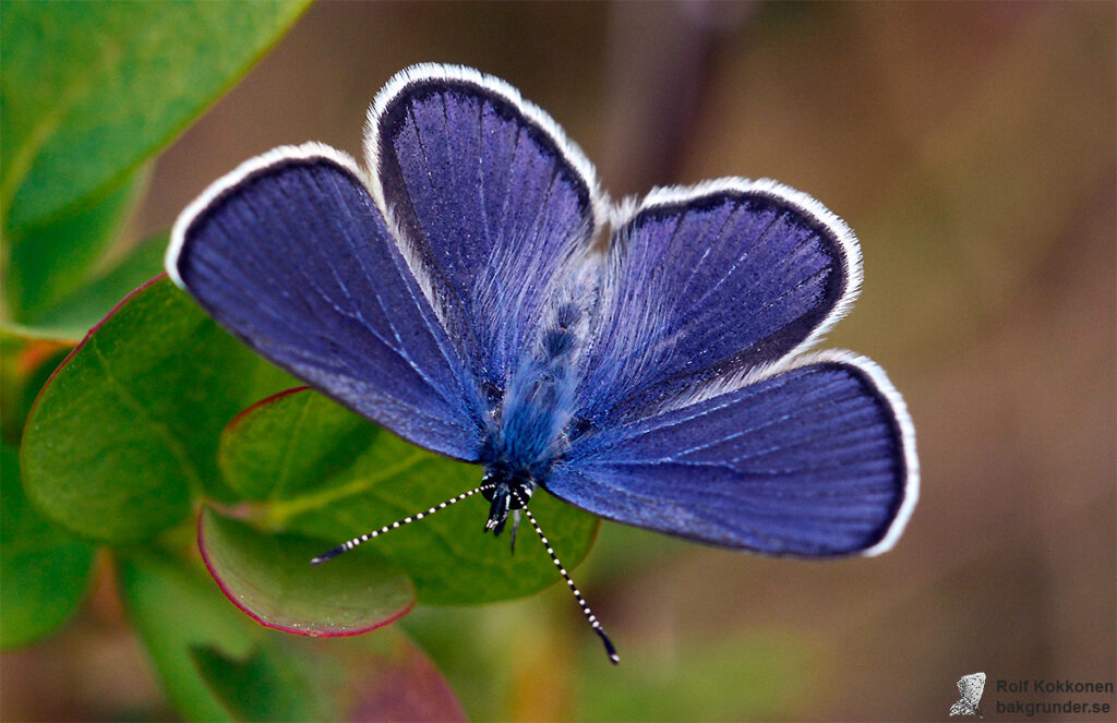 Violett blåvinge Plebejus optilete Hane