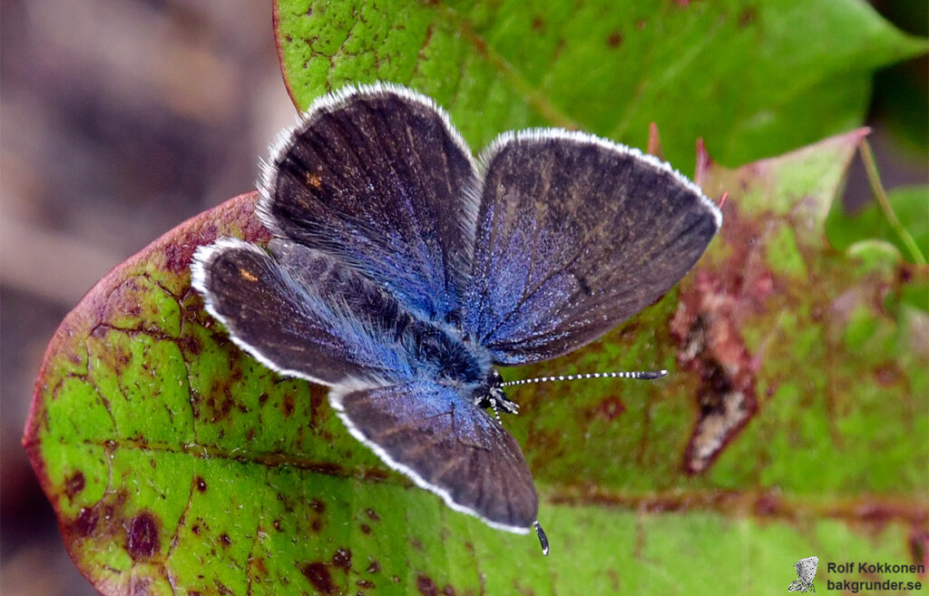 Violett blåvinge Plebejus optilete Hona