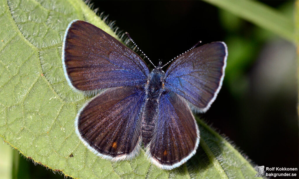 Violett blåvinge Plebejus optilete Hona