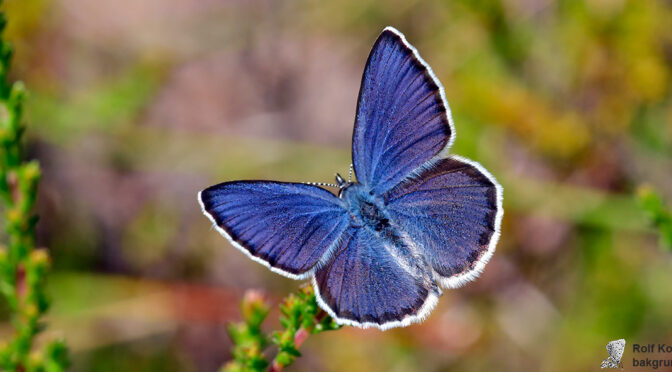 Violett blåvinge Plebejus optilete