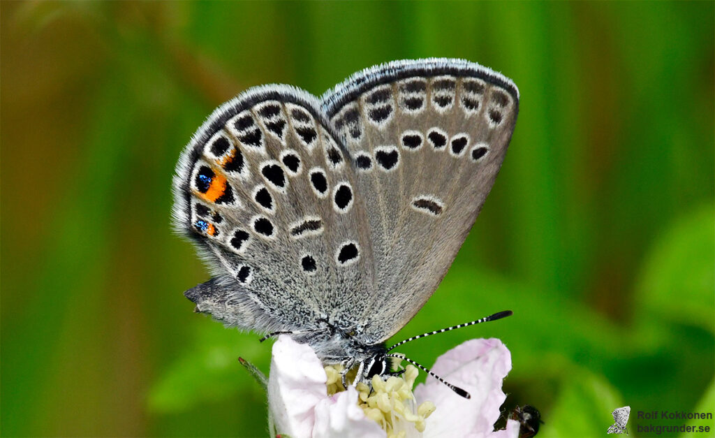 Violett blåvinge Plebejus optilete