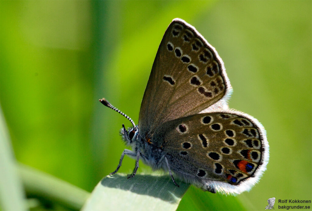 Violett blåvinge Plebejus optilete