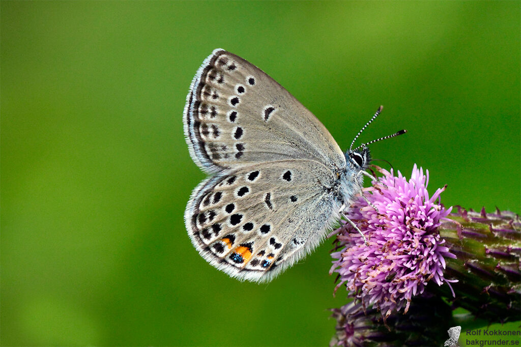 Violett blåvinge Plebejus optilete